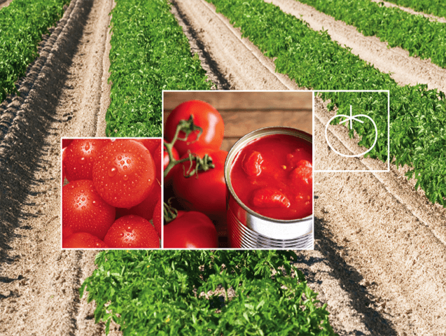 Processed Tomato Irrigation Solutions