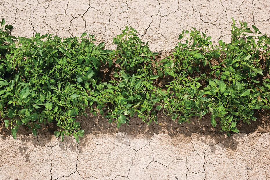 Sanayi Domatesi : Hermanos Polo Terron CB, İspanya
