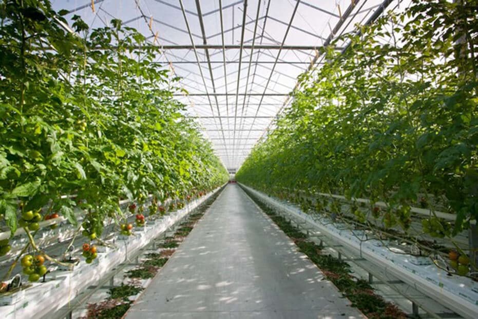 Sera Domatesi : Grupo Agropecuario Vapac, Meksika